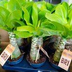 Havajská palma (Brighamia insignis) - výška 20-30 cm, kont. C1L
